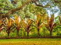 Canna lilies Cannaceae Royalty Free Stock Photo