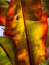 Canna lilies Cannaceae Royalty Free Stock Photo