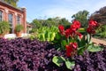 Canna lillies dominating gardenscape