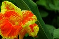 Canna Lilly Flower Royalty Free Stock Photo