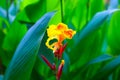 Canna Lilly flower with green leafs Royalty Free Stock Photo