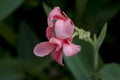 Canna Lilly flower pink color Royalty Free Stock Photo