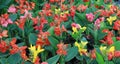 Canna lilly flowers in the garden