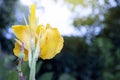 Canna lilly yellow color.