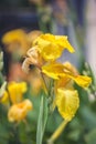 Canna lilly