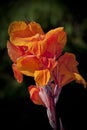 Canna Lily Royalty Free Stock Photo