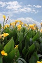 Canna lily Royalty Free Stock Photo