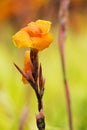 Canna lily