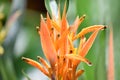 Canna Lily Bird of Paradise Royalty Free Stock Photo