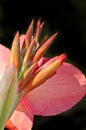 a canna lily buds with a black background Royalty Free Stock Photo