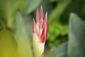 Canna lily buds