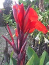 Canna Lily Bulbs Blooming gardenias
