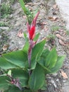 Canna Lily Bulbs Blooming gardenias