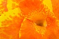 Canna Lily Close Up