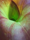 Canna lily close up macro green red Royalty Free Stock Photo