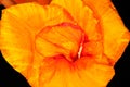 Canna lily, close-up Royalty Free Stock Photo