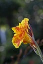 Canna lily flower and buds isolated from blurred dark-green foliage background Royalty Free Stock Photo