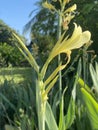 canna lily flower in nature garden Royalty Free Stock Photo
