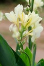 Canna lily flower, Nice flower plant