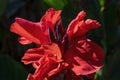 Close up of bright red flower of a canna lily, against a dark background Royalty Free Stock Photo