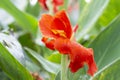 Canna or canna lily a flowering plant in the family Cannaceae