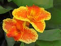 Canna Lily flowers Royalty Free Stock Photo