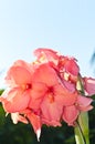 Canna lily in full bloom on a sunny, tropical day Royalty Free Stock Photo