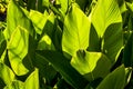 Canna lily green leaves back in summer sun. Royalty Free Stock Photo
