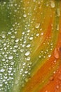 Canna lily leaf with raindrops Royalty Free Stock Photo