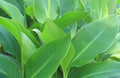 Canna lily leaves Royalty Free Stock Photo