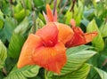 Canna lily with orange color flower close up photo Royalty Free Stock Photo