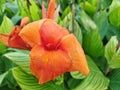 Canna lily with orange color flower close up photo at an outdoor garden Royalty Free Stock Photo