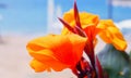 Canna Lily orange floral background