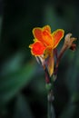 Canna lily, orange-yellow lily in the garden