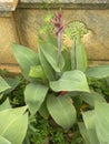 Canna lily plant with red buds Royalty Free Stock Photo