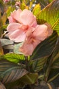 Canna Lily Royalty Free Stock Photo