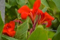 Canna lily red flower blooming beauty nature in garden Royalty Free Stock Photo