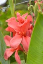 Canna lily red flower blooming beauty nature in garden Royalty Free Stock Photo