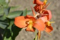 Canna lily Tropical Orange Royalty Free Stock Photo