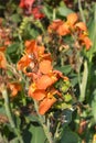 Canna lily Tropical Orange Royalty Free Stock Photo