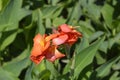 Canna lily Tropical Orange Royalty Free Stock Photo