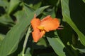 Canna lily Tropical Orange Royalty Free Stock Photo