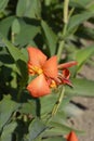 Canna lily Tropical Orange Royalty Free Stock Photo