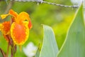 Canna lily yellow orange flower blooming beauty nature in garden Royalty Free Stock Photo