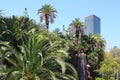 Canna in los angeles Royalty Free Stock Photo