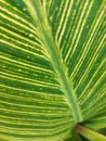 Canna green leaf texture for background Royalty Free Stock Photo