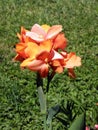Canna plant in summer bloom