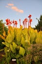 Canna plants Royalty Free Stock Photo