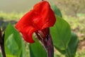 Canna Plants flower image Royalty Free Stock Photo