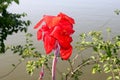 Canna Plants flower image Royalty Free Stock Photo